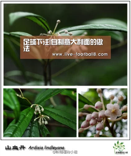 足球下注